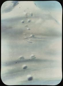 Image of Tracks of Polar Bear